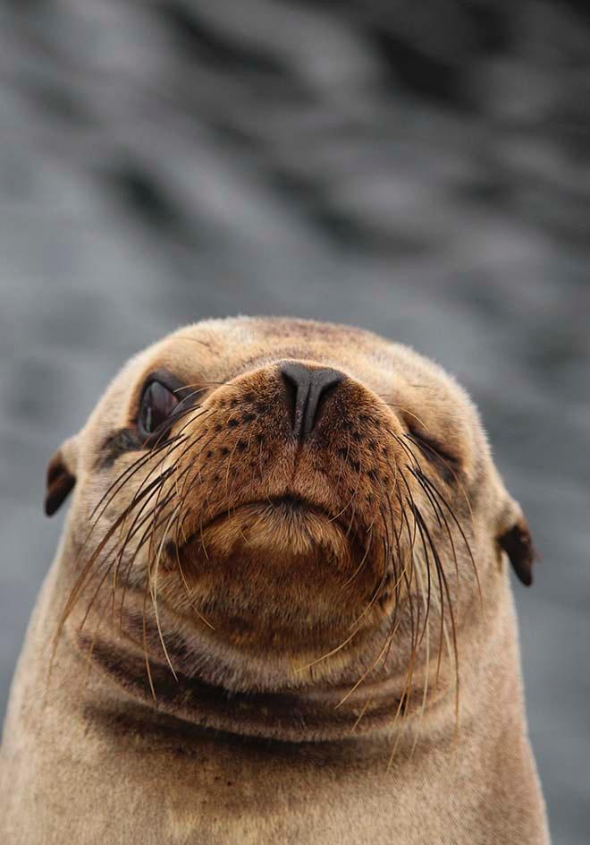 Sea lion winking at Annika © Annika Fredriksson